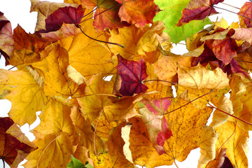 autumn background