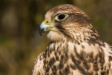 Herbstfalke