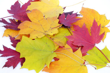 cvolorful fall leaves
