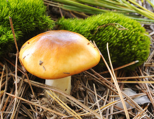 wild mushroom