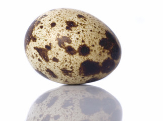 Quail egg