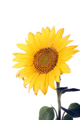 Obraz premium sunflower