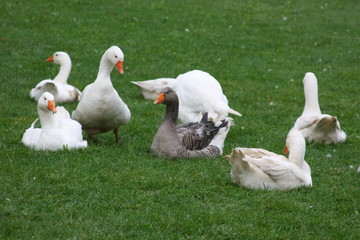 gänsefamilie