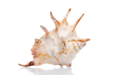 Seashell