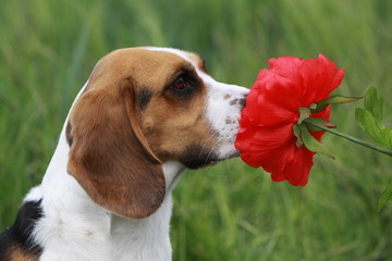 Beagle mit roter Blume