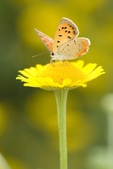 Butterfly & Chrysanthemum