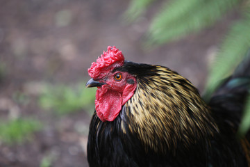 Schwarzer Hahn