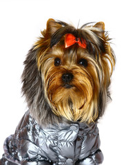 Yorkshire terrier in winter clothes.