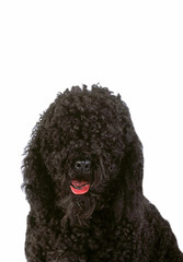 portrait de chien barbet en studio sur fond blanc