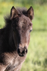 Obraz premium Shetlandpony