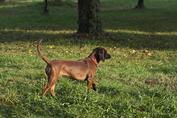 Jagdhund