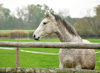 Pferd im Herbst