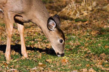Young Deer eating grass.