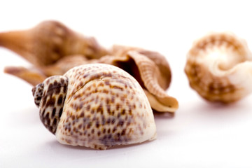 Sea shell isolated on white