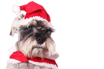 Cute dog in a Santa hat