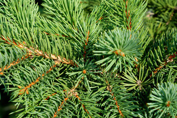 Branches of a natural fur-tree