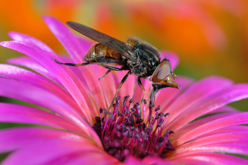 Schwebfliege auf Mittagsblume © Frank Becker