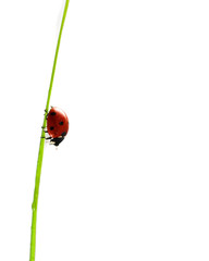 Ladybug on stalk isolated on white