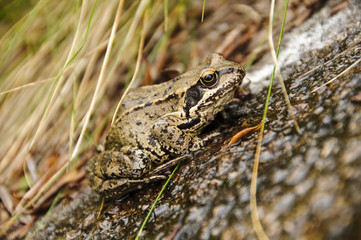 Frog on a stone