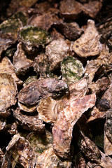oysters