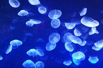 Meduzy