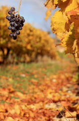 Vignes d'automne