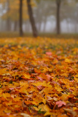 Autumn foliage, trees and fog