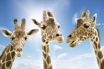 Obraz premium Giraffen wd273