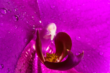 Orchidee