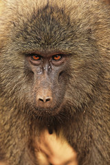 Head view of Anubus baboon in Tarangire NP, Tanzania.
