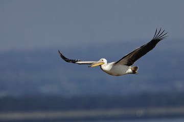 White Pelican in flight in Lake Nakuru National Park, Kenya.