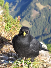 Alpendohle