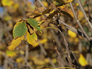 Colores de oto&ntilde;o en los jardines de la Granja