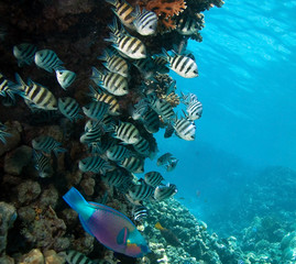 Photo of coral colony