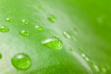 green leaf with water drops