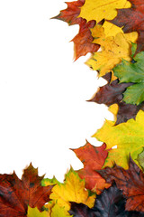 Maple leaves background