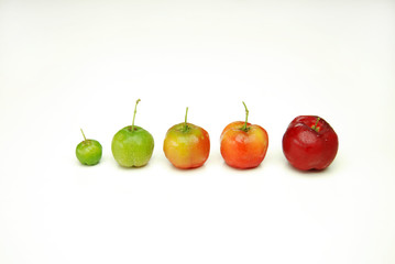 Evolução da acerola