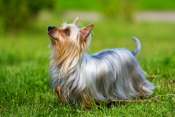 Australian Silky Terrier on grass - obrazy, fototapety, plakaty