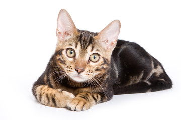 Bengal kitten on white background