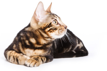 Bengal kitten on white background