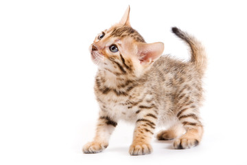 Bengal kitten on white background