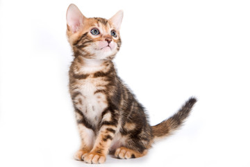 Bengal kitten on white background