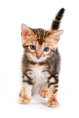 Bengal kitten on white background