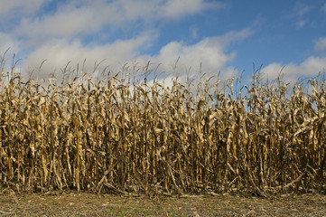 Edge of a Corn Field during the Autumn Season