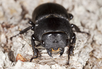 Lesser stag beetle on old oak. Extreme close-up.