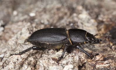 Lesser stag beetle on old oak. Macro photo.