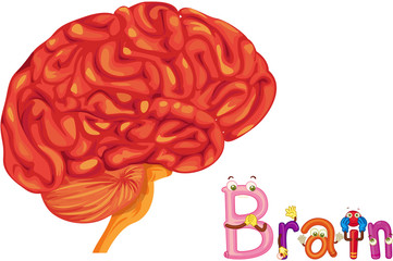 brain