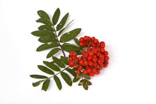 Vogelbeeren
