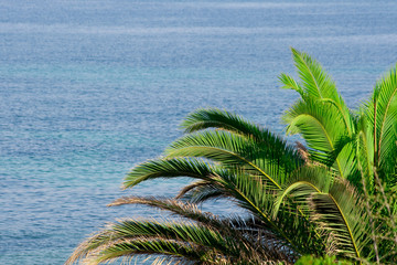 Palm tree