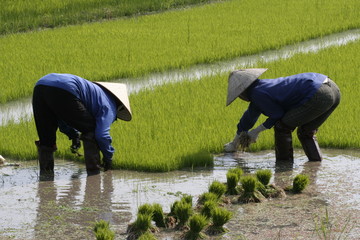 Paysans Vietnam